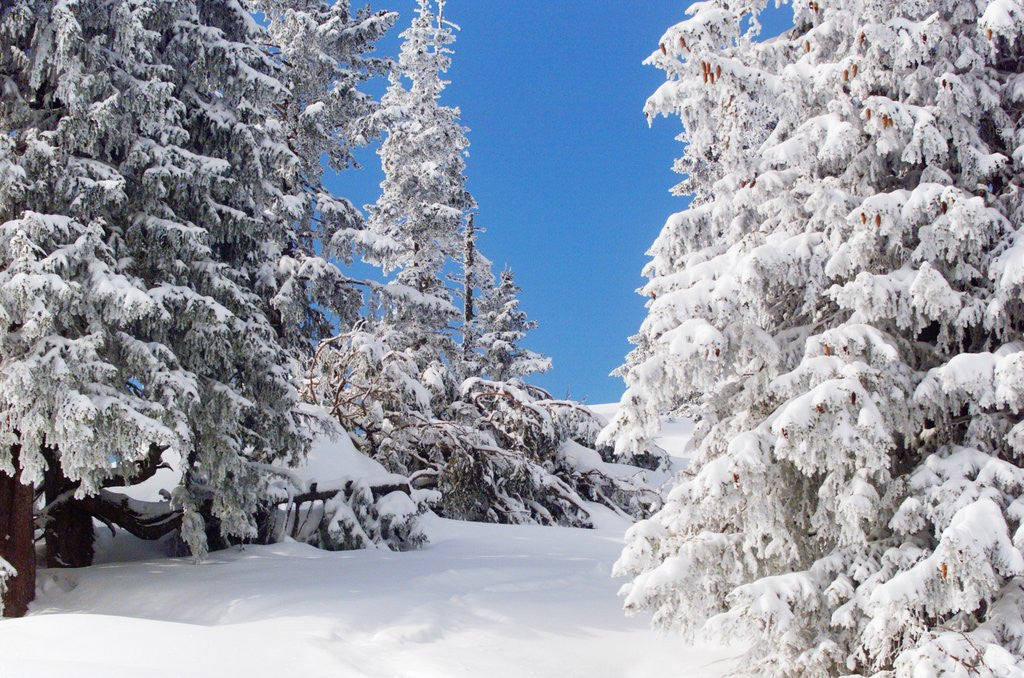 Detail of Snowcovered landscape by Anonymous