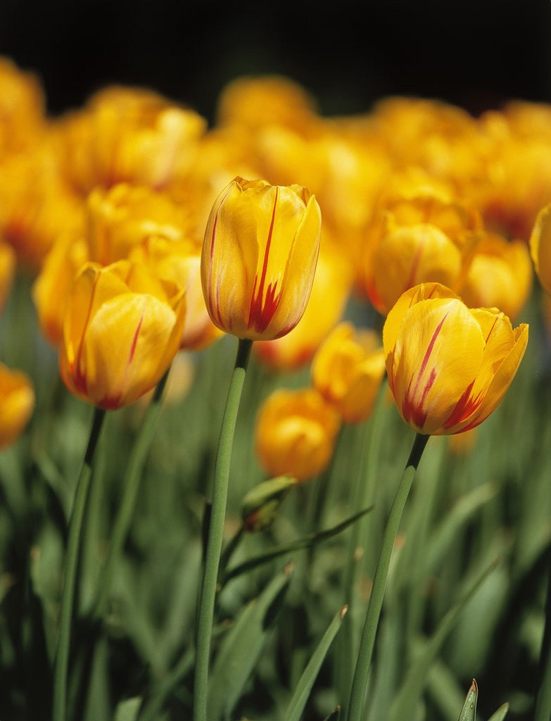 Detail of yellow tulipsfield in Keukenhof by Anonymous
