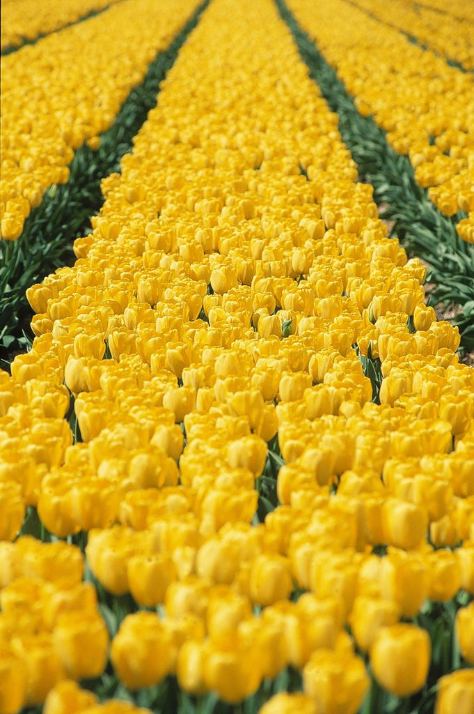 Detail of yellow tulipfield by Anonymous