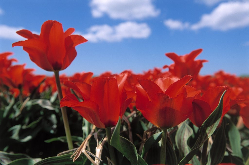 Detail of Red tulips by Anonymous