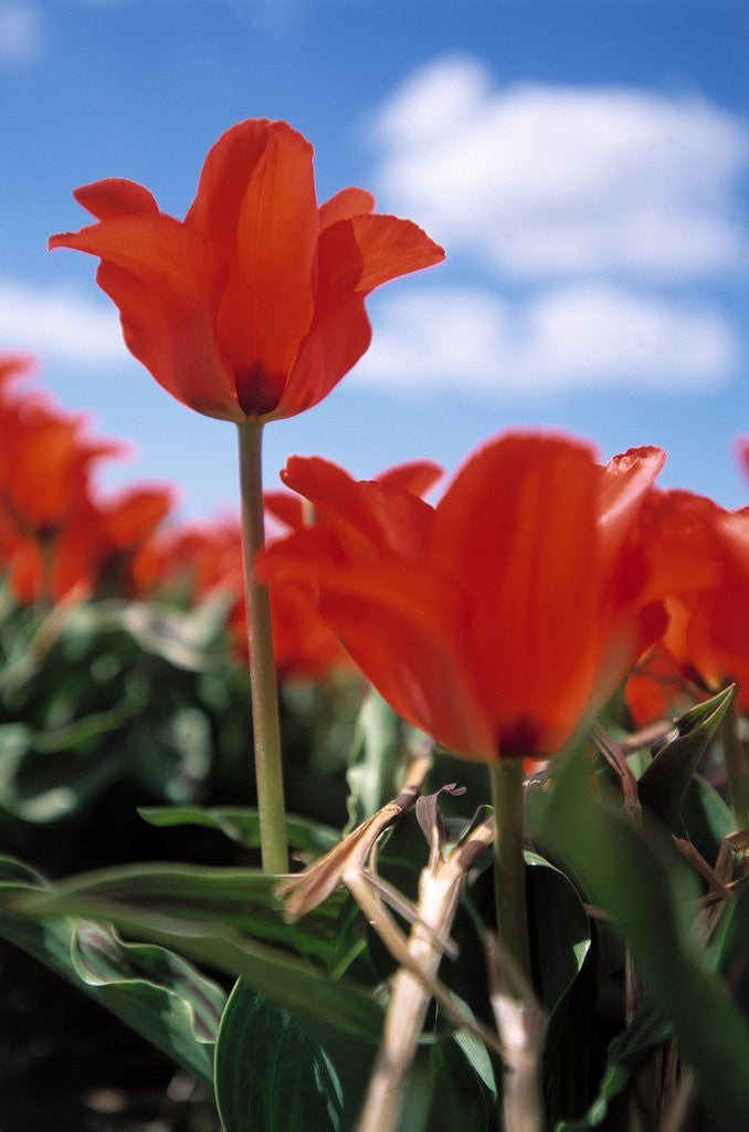 Detail of Red tulips by Corbis