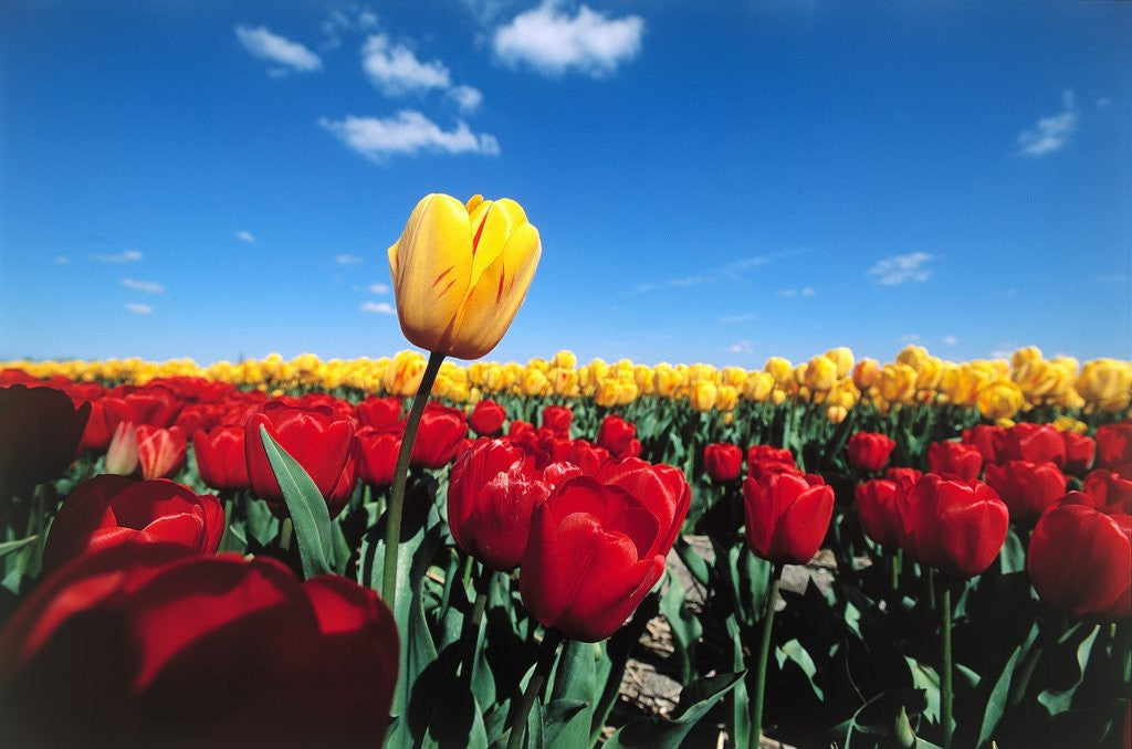 Detail of Tulip fields by Anonymous