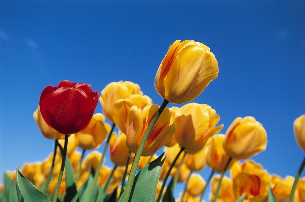 Detail of Yellow tulips by Anonymous