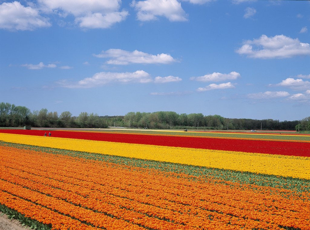 Detail of Tulipfields by Anonymous