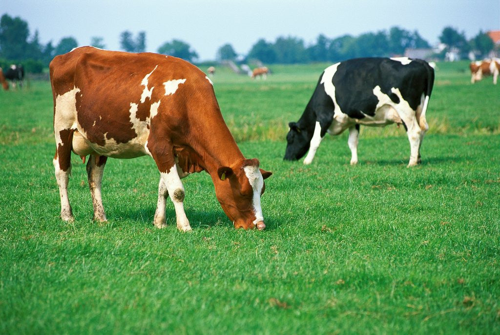 Detail of Cows on pasture by Anonymous
