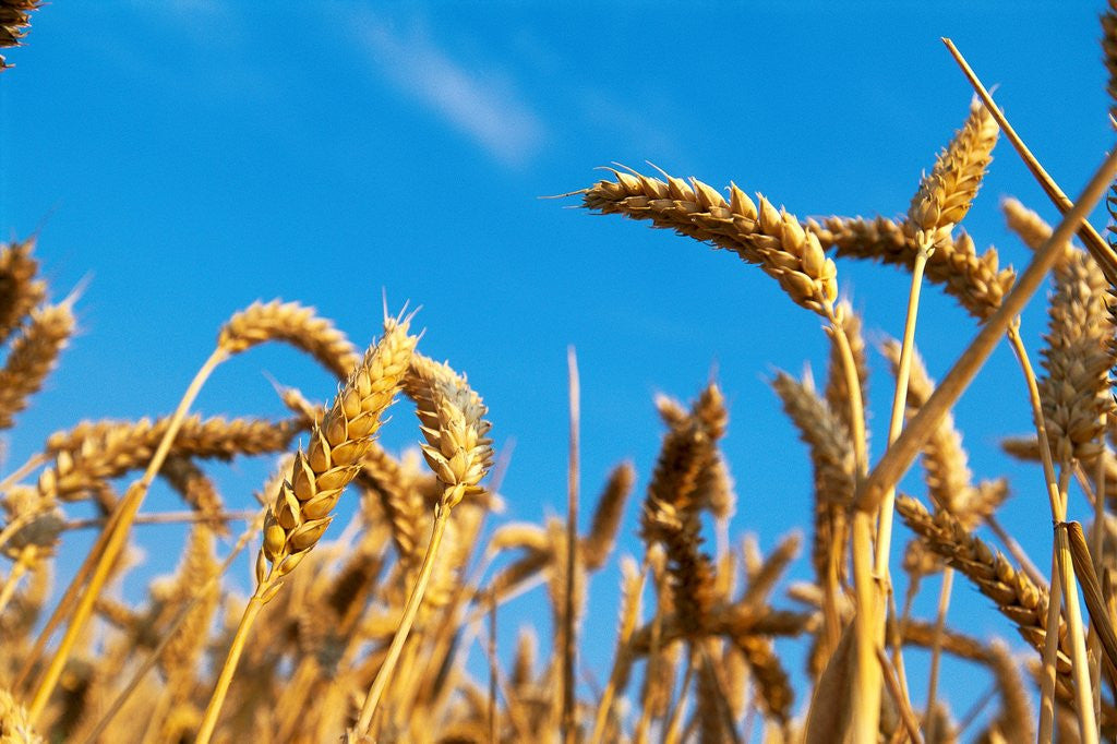 Detail of Cornfield by Anonymous