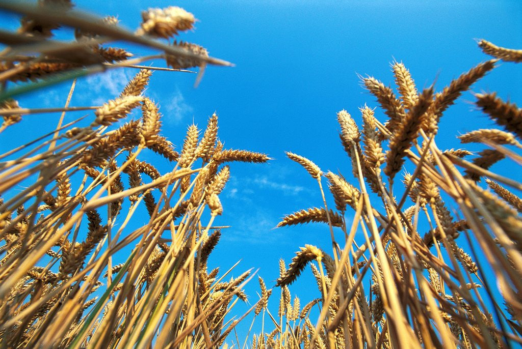 Detail of Cornfield by Anonymous