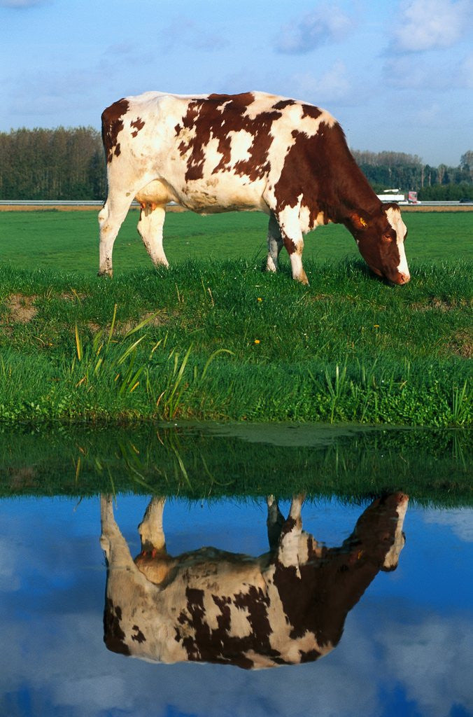 Detail of Cow grazing by Corbis