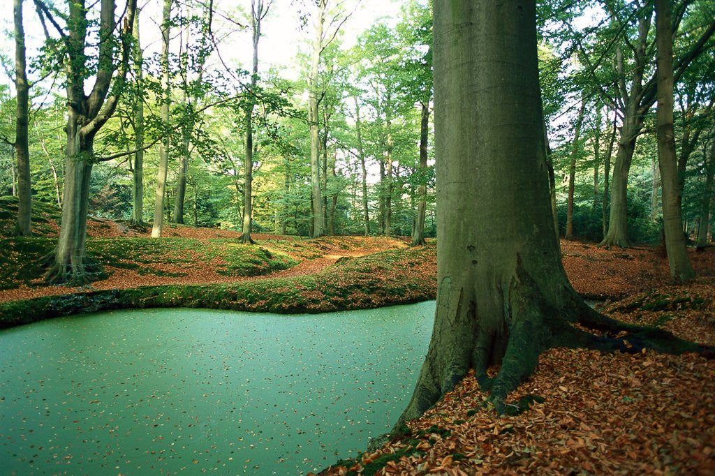 Detail of Lake in a wood by Corbis