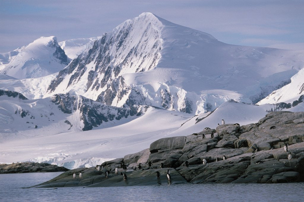Detail of Antarctic, gentoo penguins by Anonymous