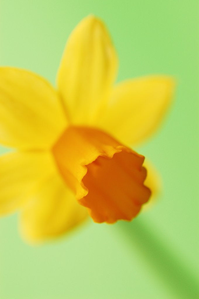 Detail of Yellow daffodil by Anonymous