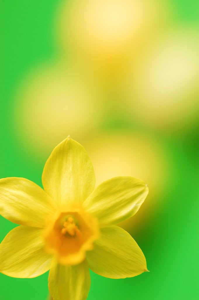 Detail of Yellow daffodil by Anonymous