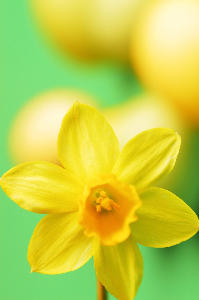 Detail of Yellow daffodil by Anonymous