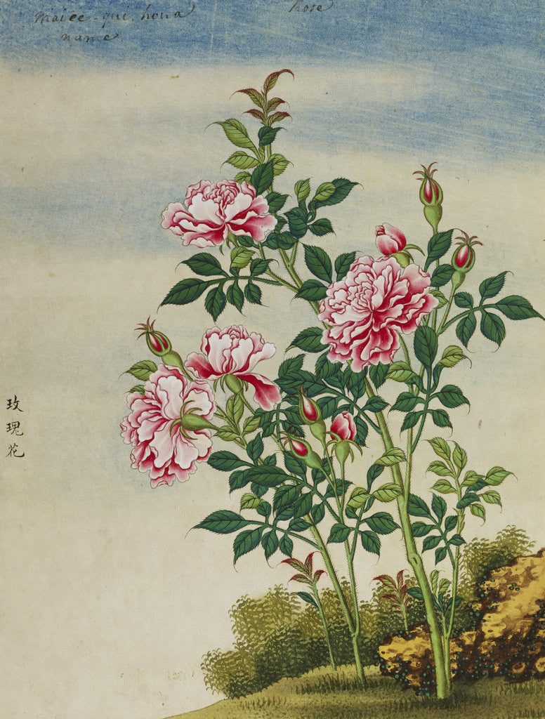 Detail of A Rose Chinese Watercolor by Anonymous
