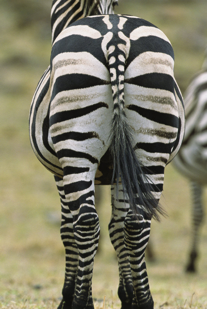 Detail of Zebra's Hindquarters by Anonymous