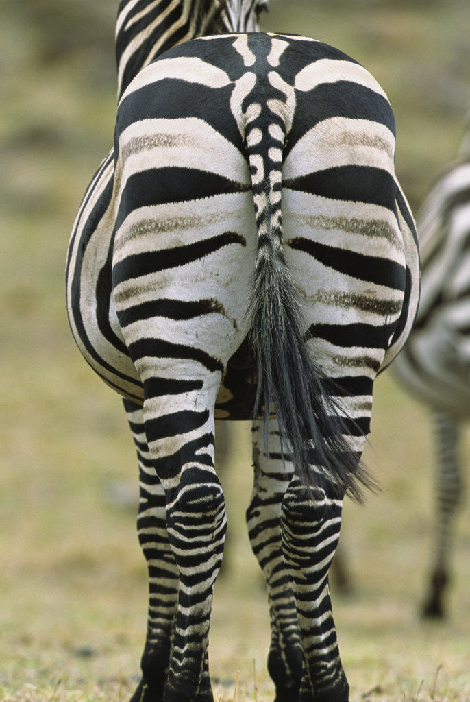 Detail of Zebra's Hindquarters by Corbis