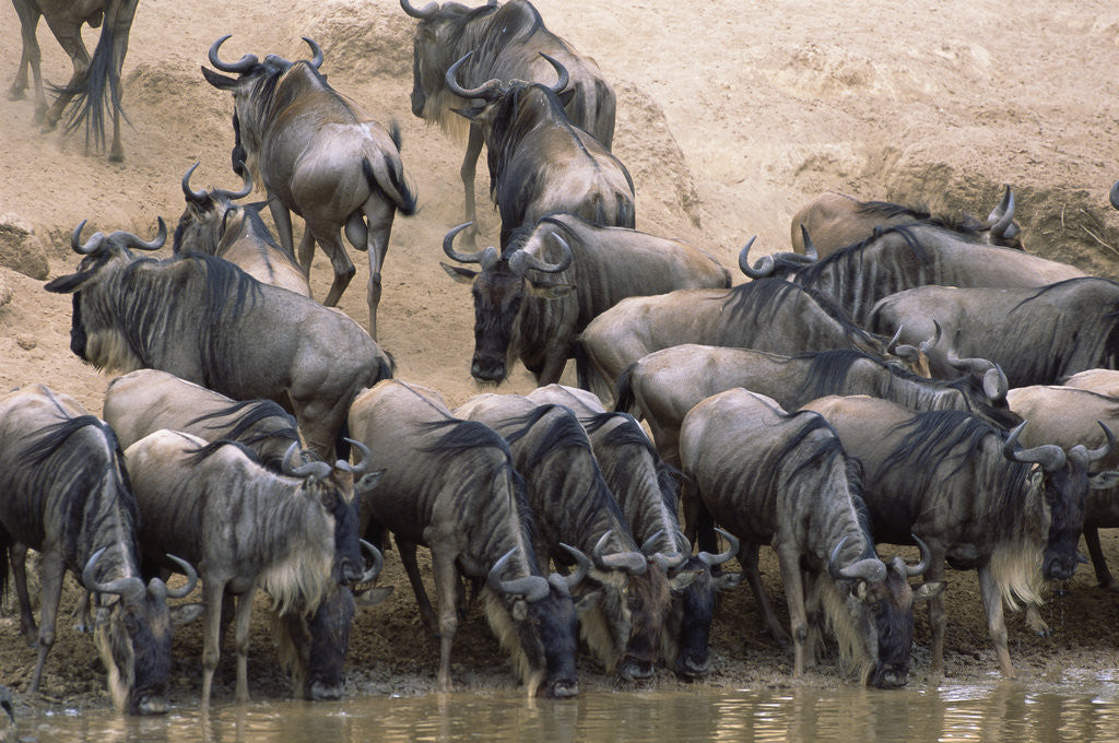 Detail of Wildebeest Drink from Mara River by Corbis