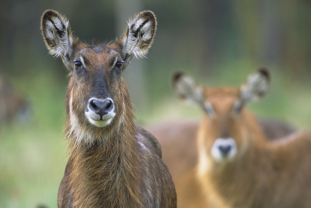 Detail of Curious Waterbucks by Corbis