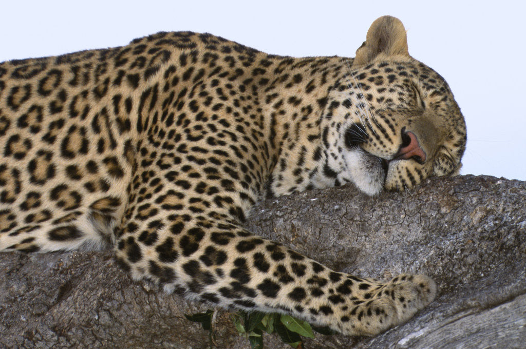 Detail of Leopard Asleep on Branch by Anonymous