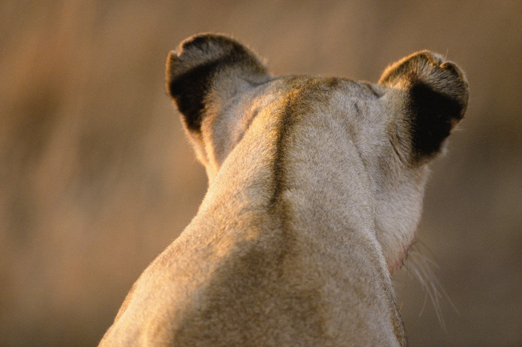 Detail of Back of Lioness' Head by Anonymous