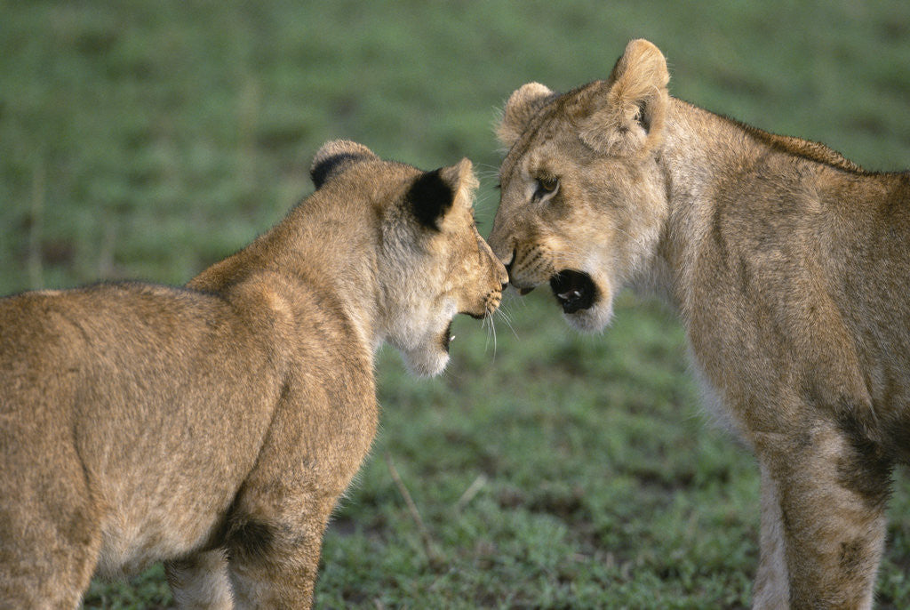 Detail of Lion Cubs by Anonymous