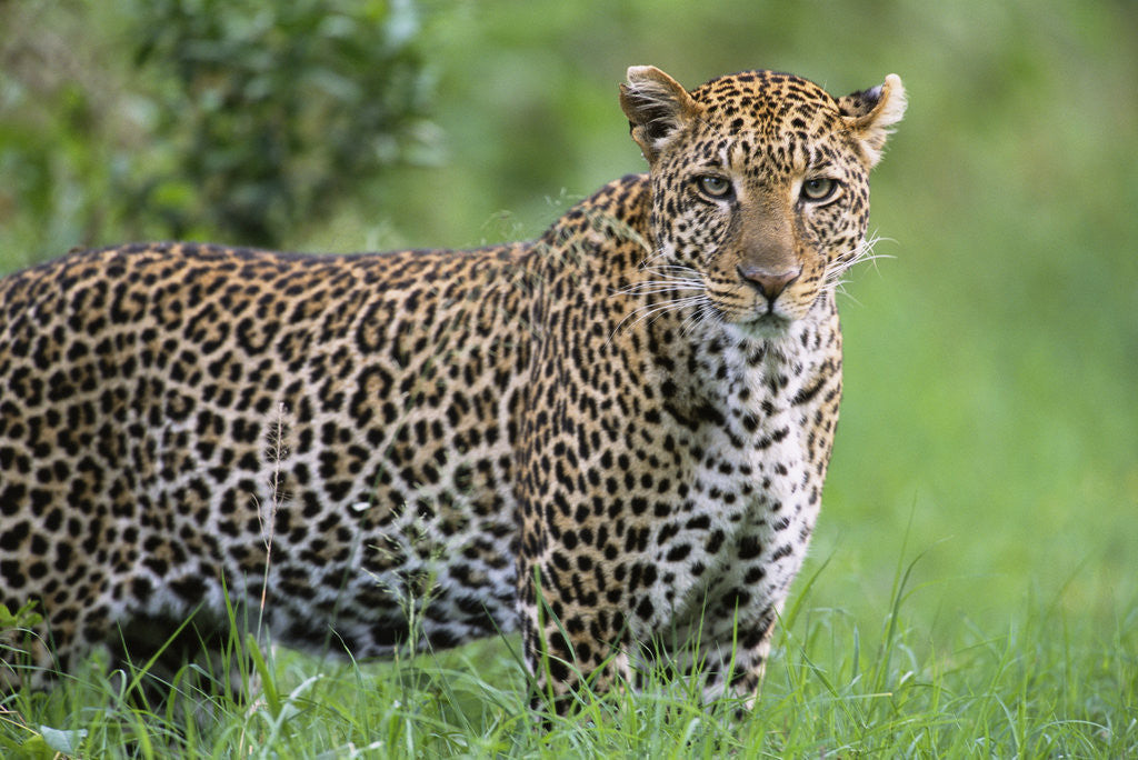 Detail of Leopard Watching, Lake Nakuru in Kenya by Anonymous