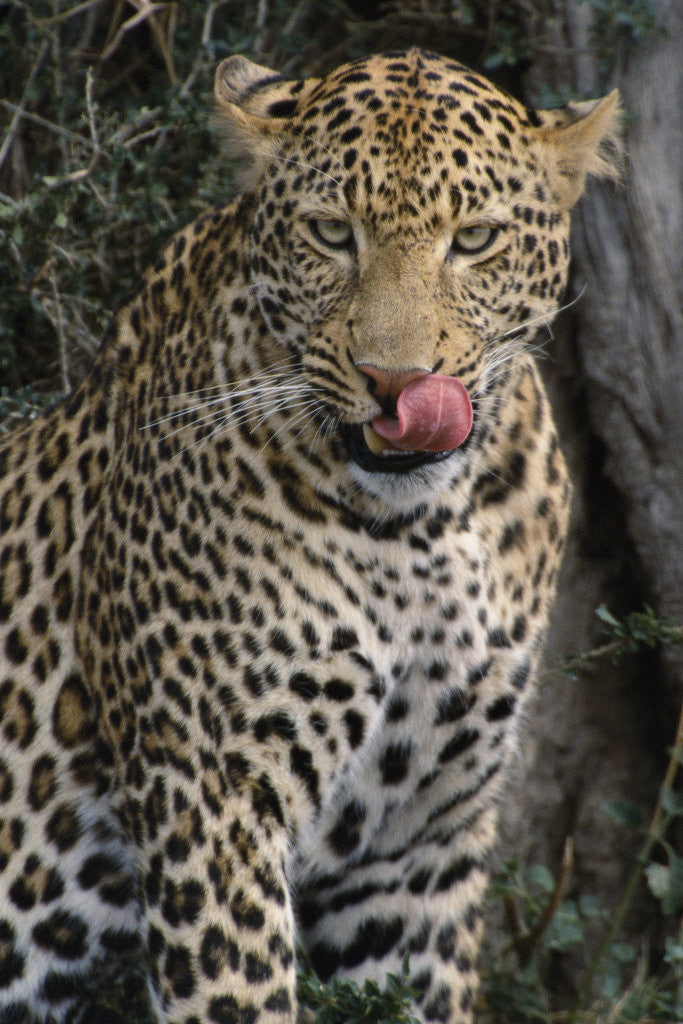Detail of Leopard Licking Lips by Anonymous