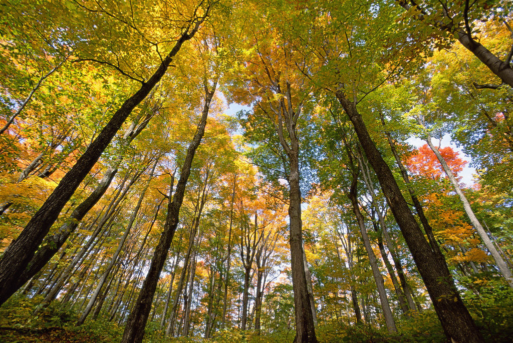 Detail of Sugar Maples in Fall in Vermont by Anonymous
