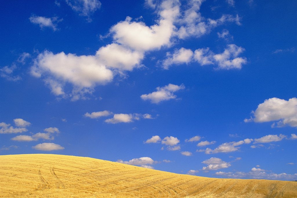Detail of Cumulus Clouds and Wheat Fields in Fall, Washington by Anonymous