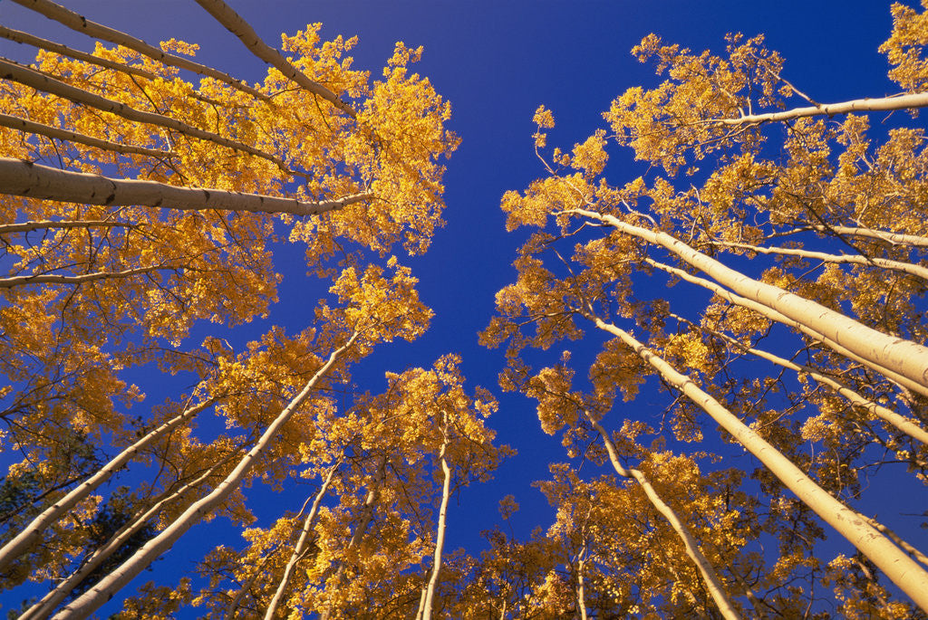 Detail of Quaking Aspen Trees in Fall, Yukon, Canada by Anonymous