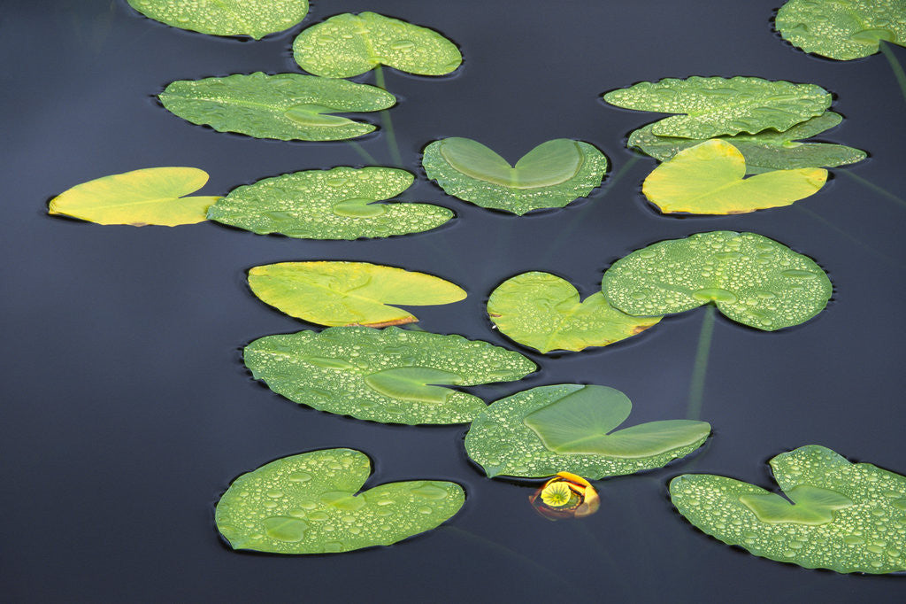 Detail of Yellow Pond Lily Pads in Pond, Alaska by Corbis