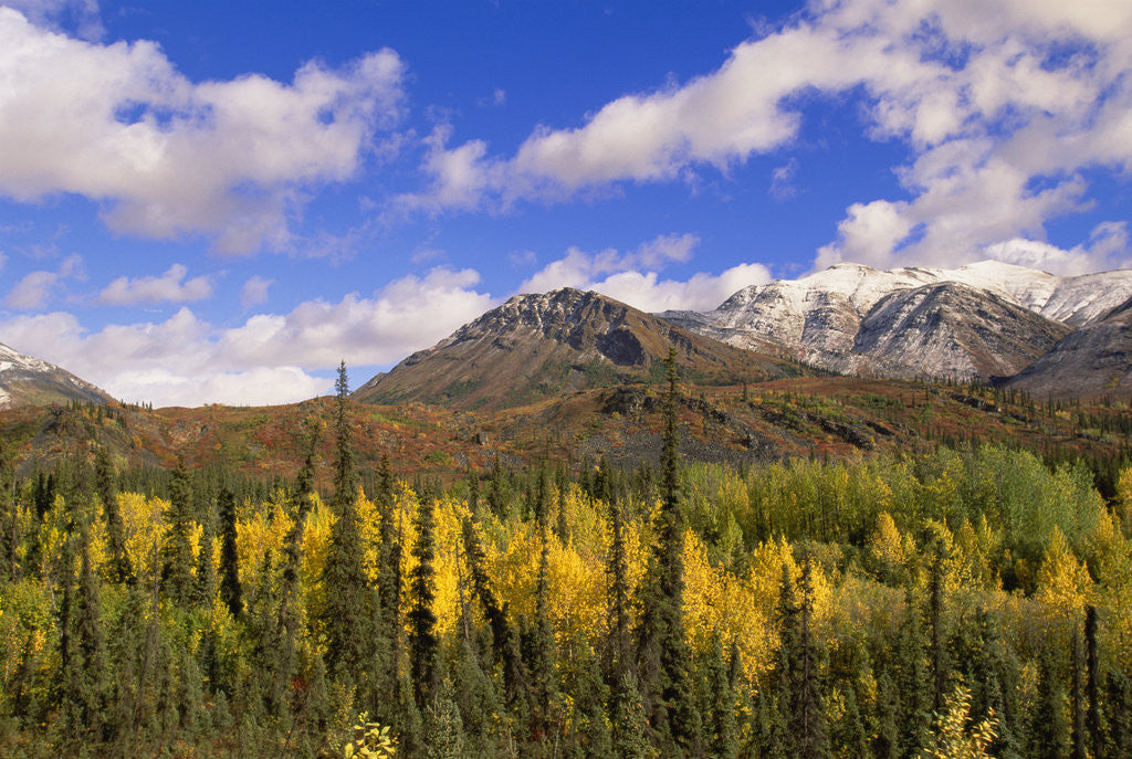Detail of Ogilvie Mountains in Fall, Yukon by Anonymous