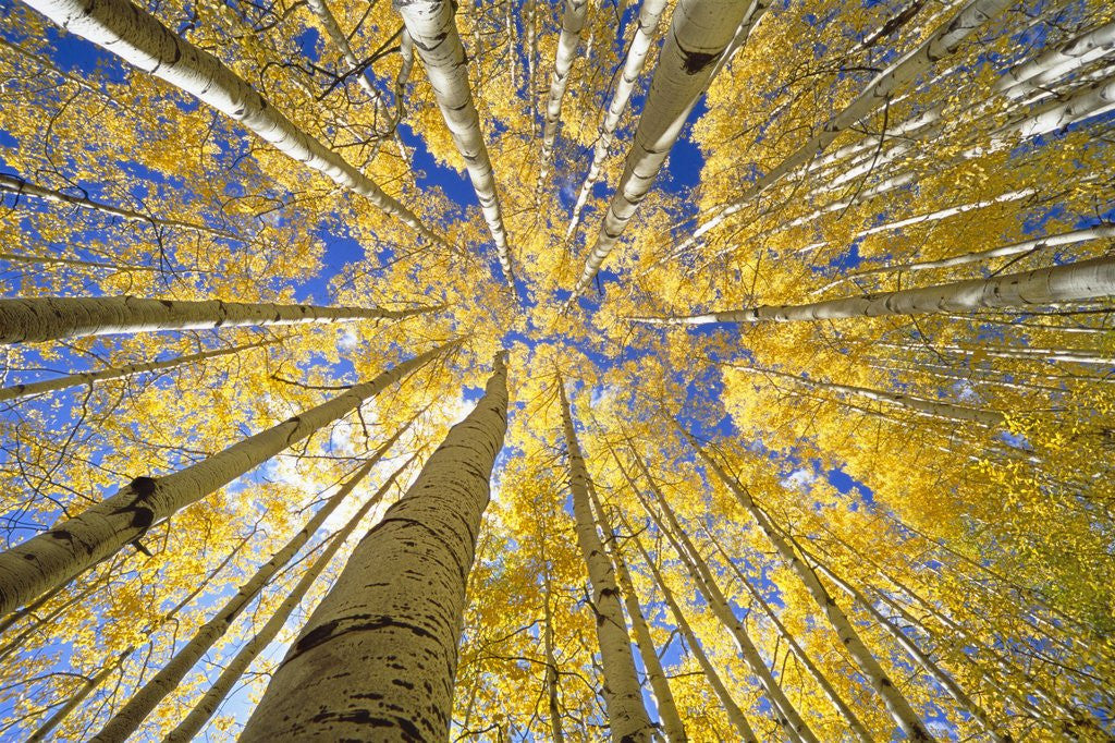 Detail of Quaking Aspen Grove in Fall, Colorado by Corbis