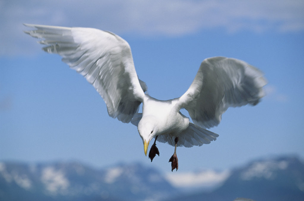 Detail of Glaucous Winged Seagull in Alaska by Anonymous