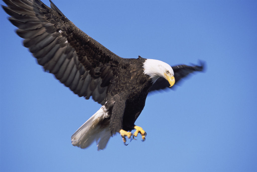 Detail of Bald Eagle in Flight, Alaska by Anonymous