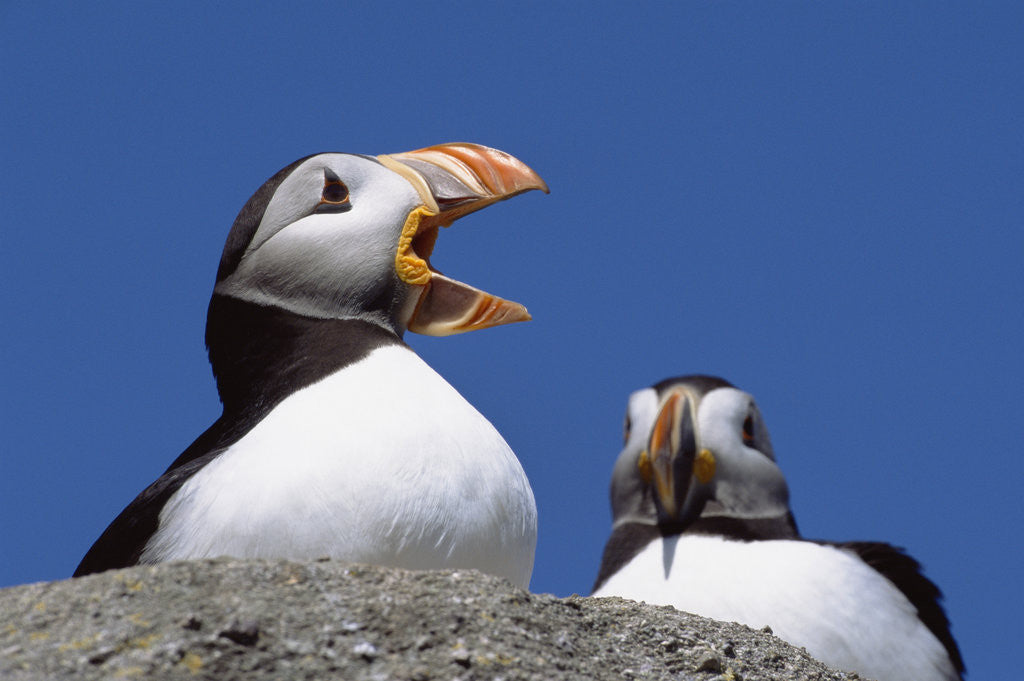 Detail of Atlantic Puffins, One Gaping, Newfoundland, Canada by Corbis