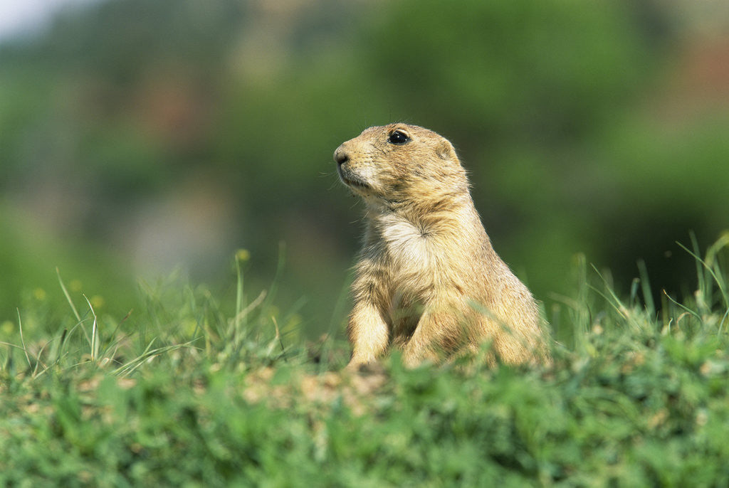Detail of Black-Tailed Prairie Dog in Wyoming by Anonymous