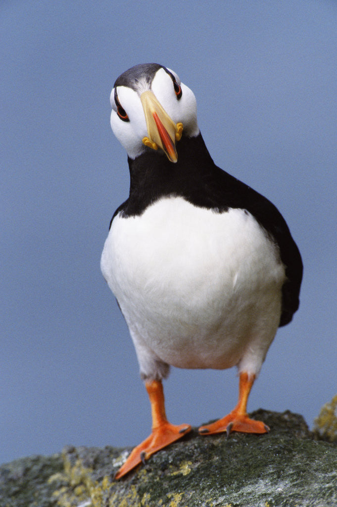 Detail of Horned Puffin, Alert, Alaska by Anonymous
