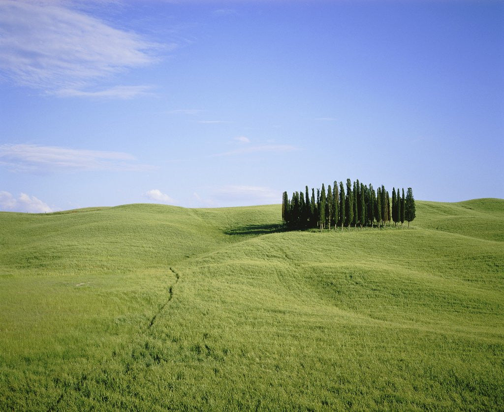 Detail of Cypresses on a meadow in the Tuscany by Corbis