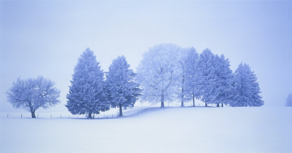 Detail of Trees in snow-covered landscape in winter by Anonymous