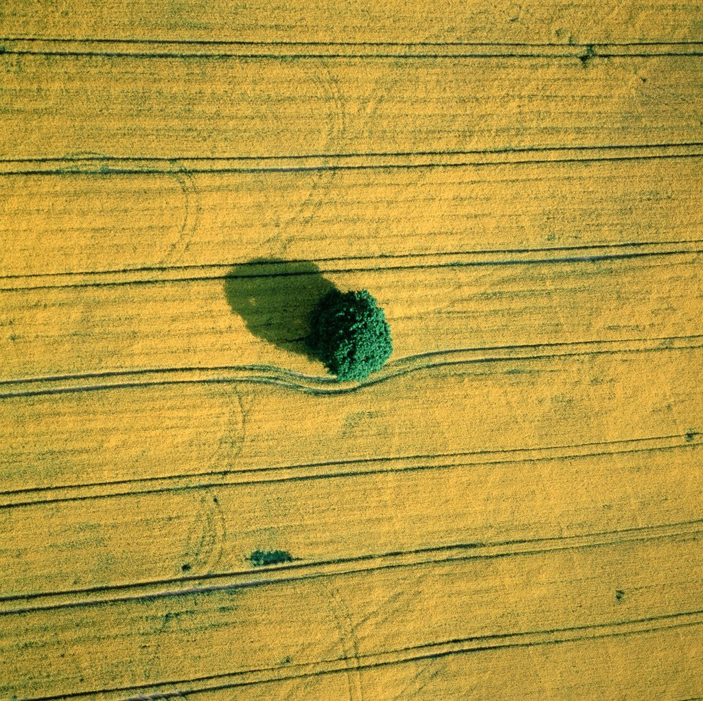 Detail of Aerial shot of a rape field and tree by Anonymous