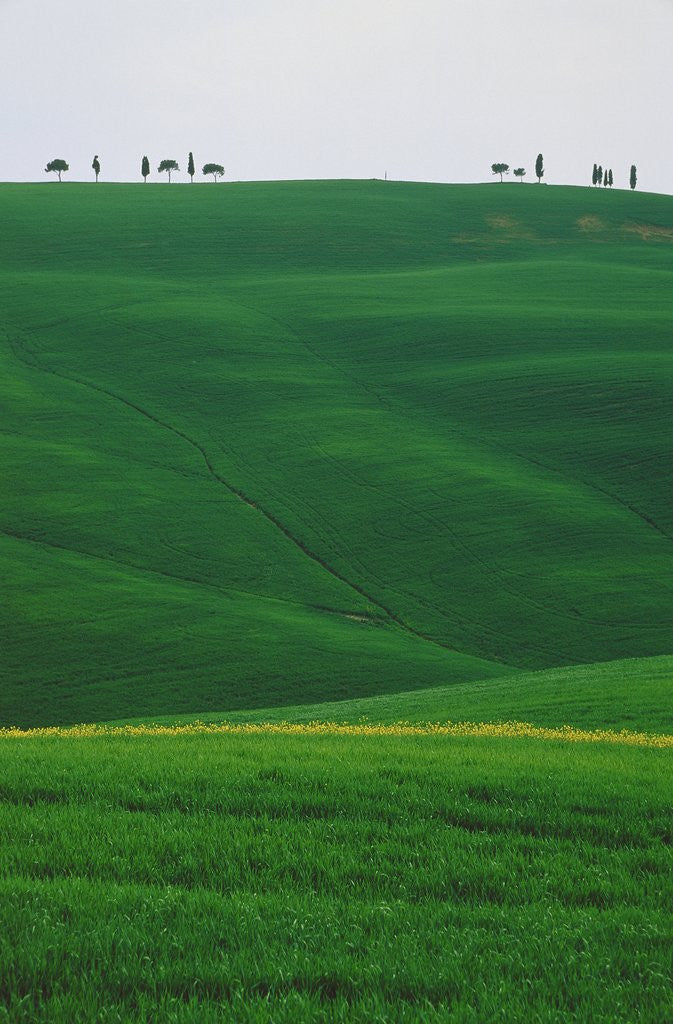 Detail of Meadows and cypresse in the Tuscany by Anonymous