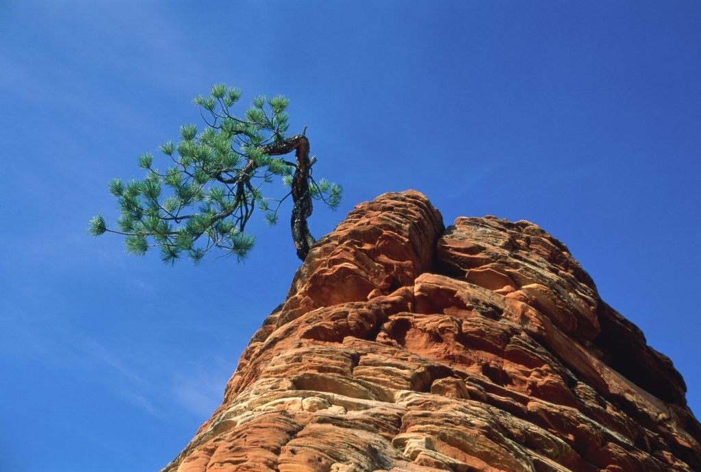 Detail of Tree on cliff, Zion National Park, Utah, USA by Anonymous