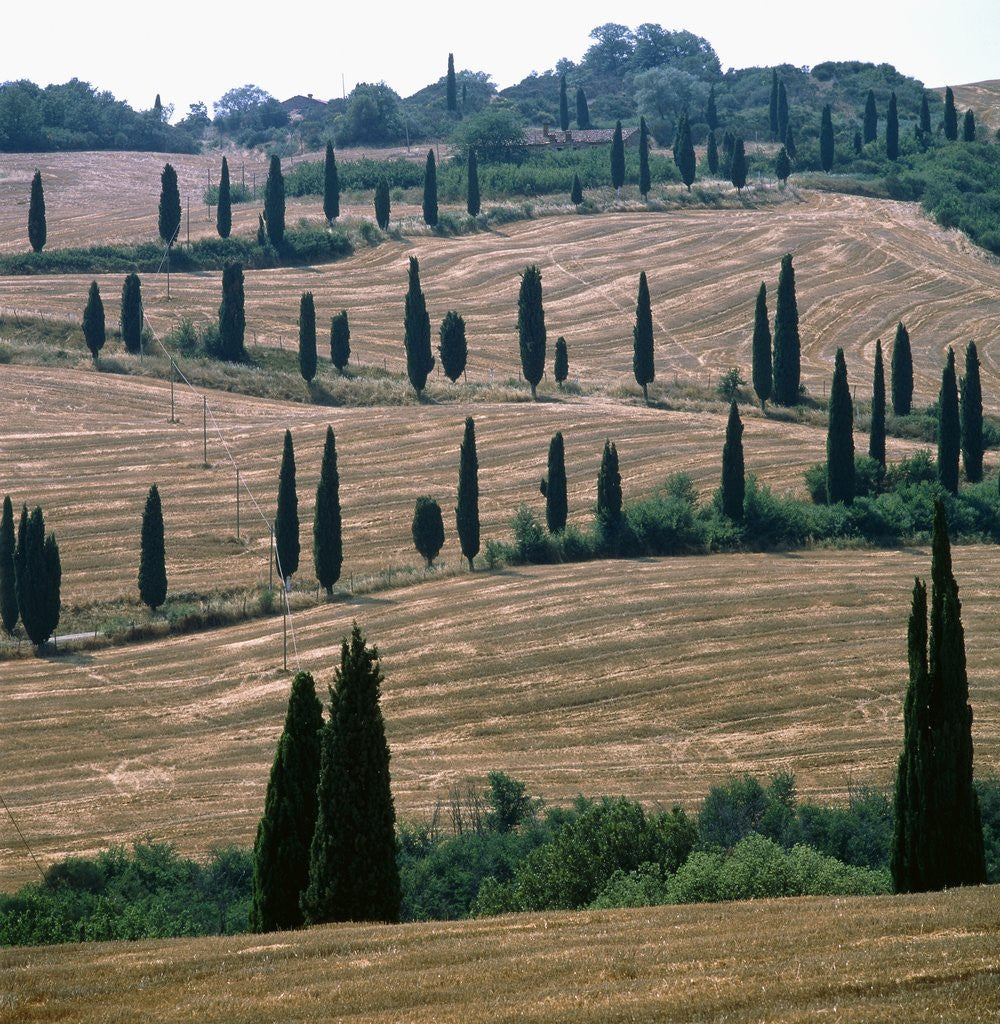 Detail of Cypresses and stubble fields in the Tuscany by Anonymous