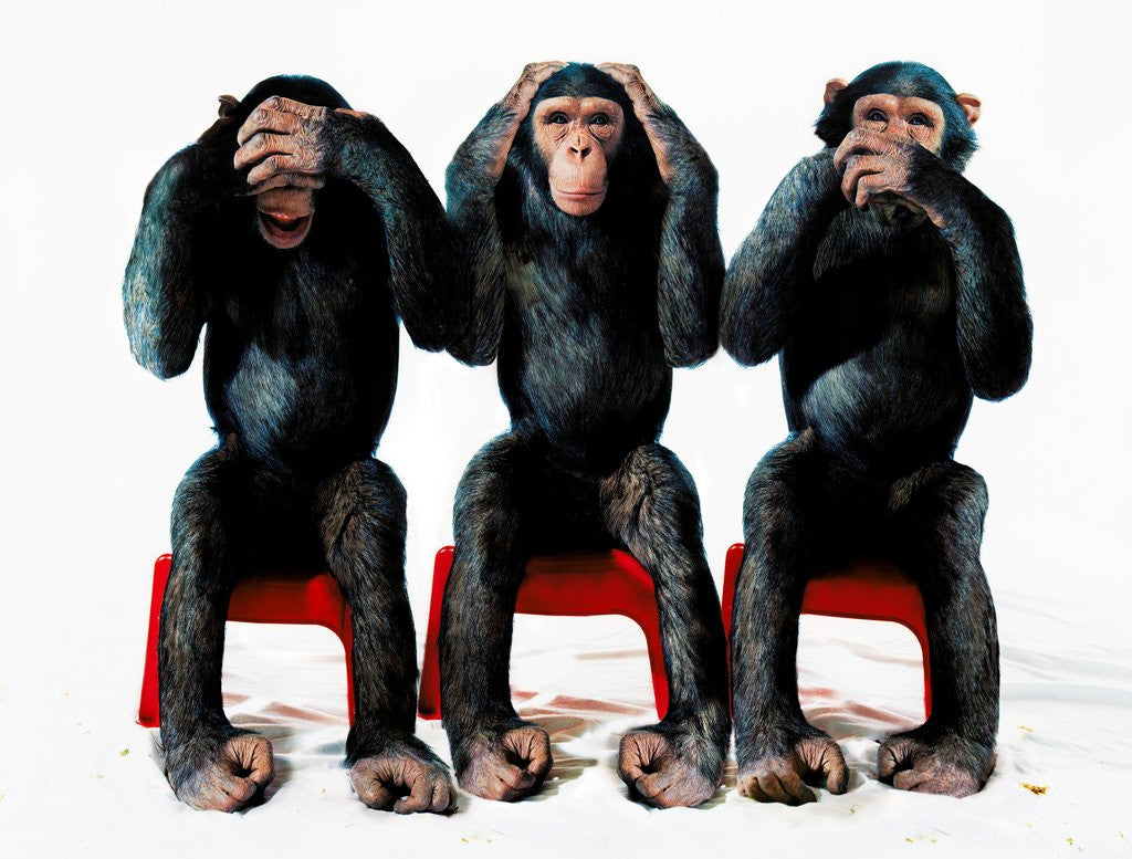 Detail of Three chimpanzees by Anonymous