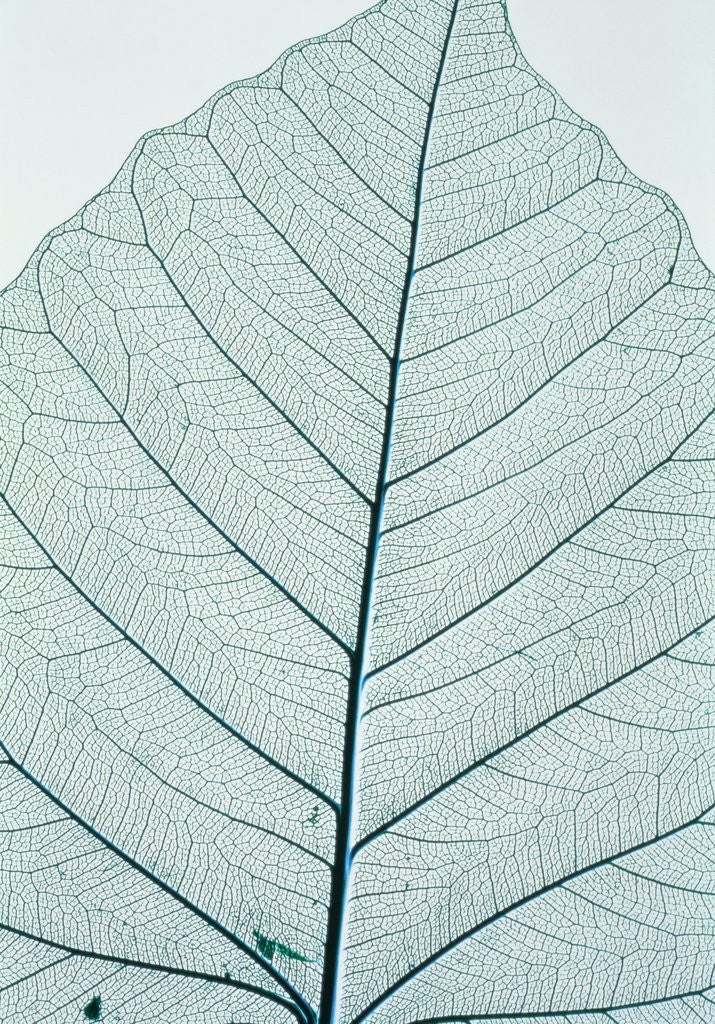 Detail of Leaf vein by Anonymous