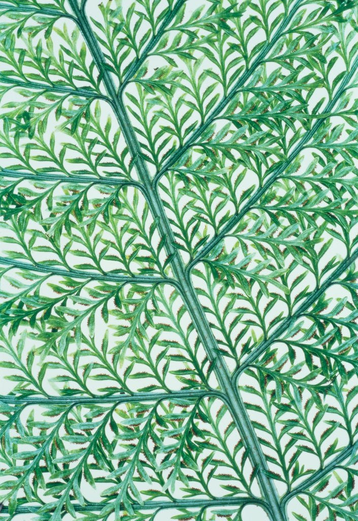 Detail of Fern leaf vein by Anonymous