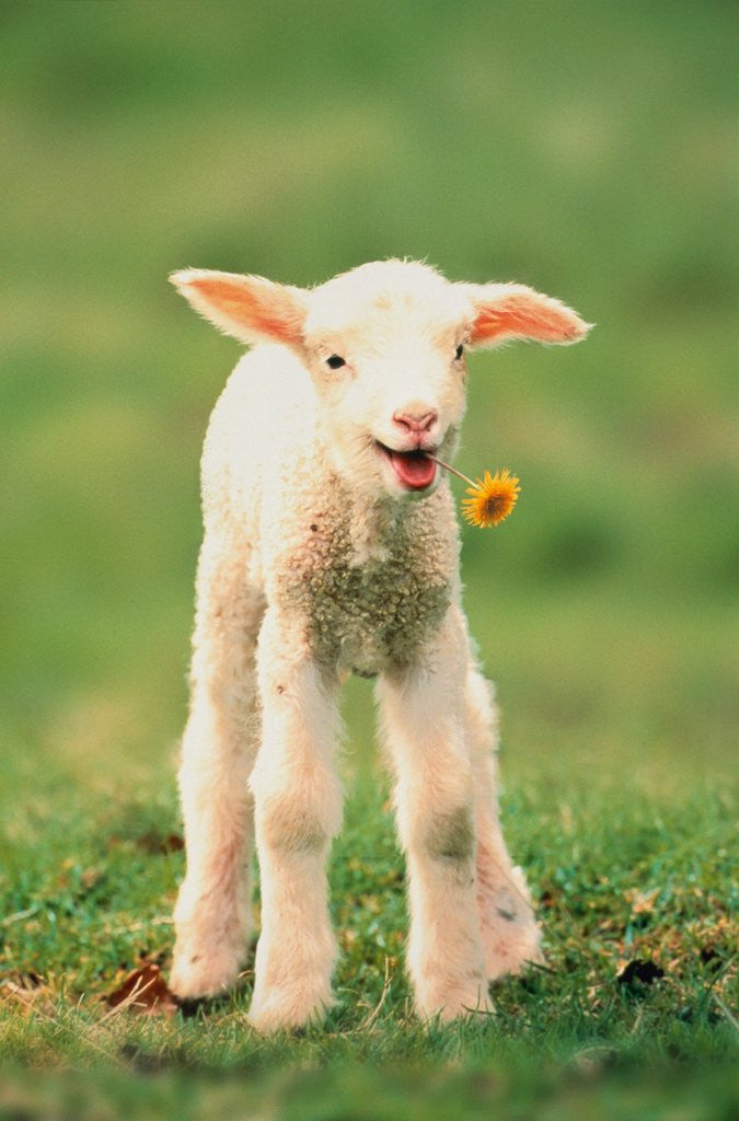 Detail of Lamb holding dandelion in mouth by Anonymous