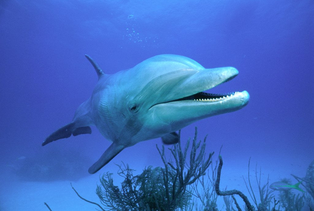 Detail of Bottlenose Dolphin by Anonymous