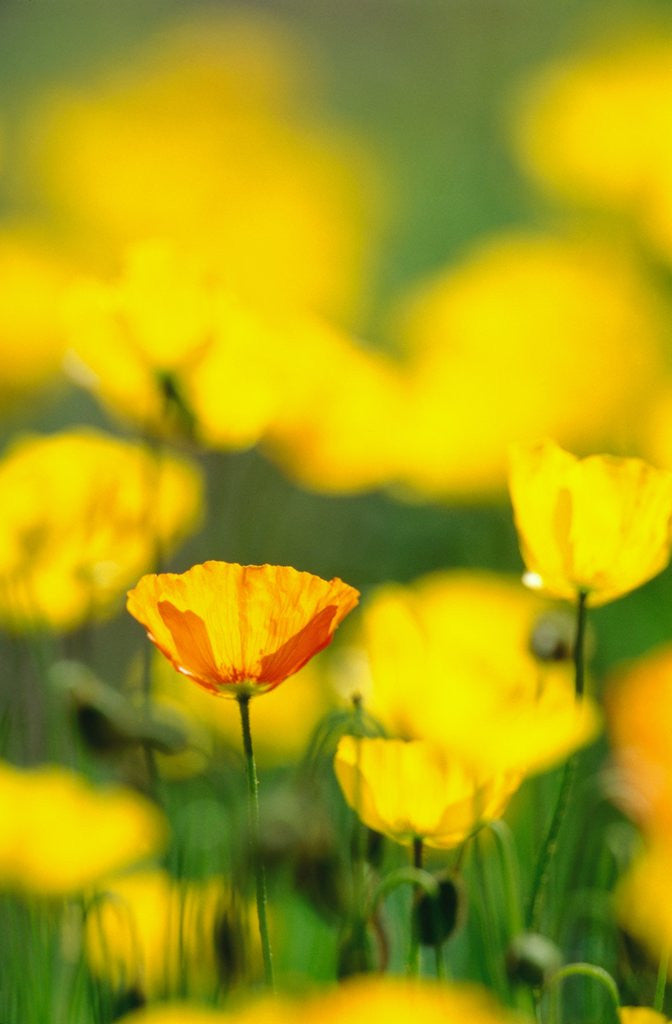 Detail of Iceland Poppies, summer, Canada by Anonymous